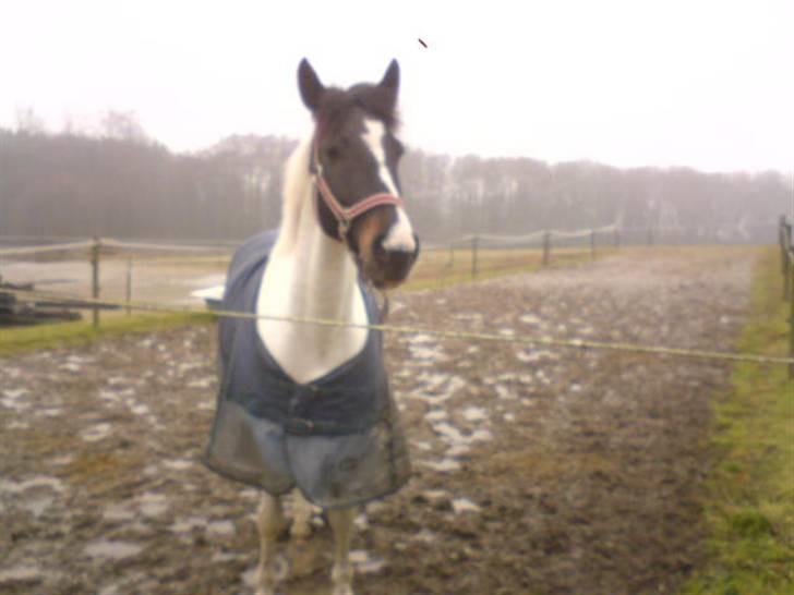 Hollandsk Sportspony Winnietou solgt:`( billede 14