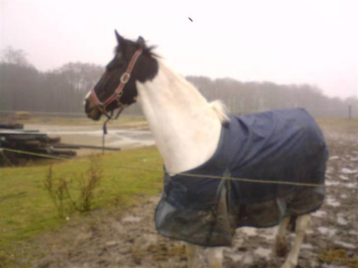 Hollandsk Sportspony Winnietou solgt:`( billede 15