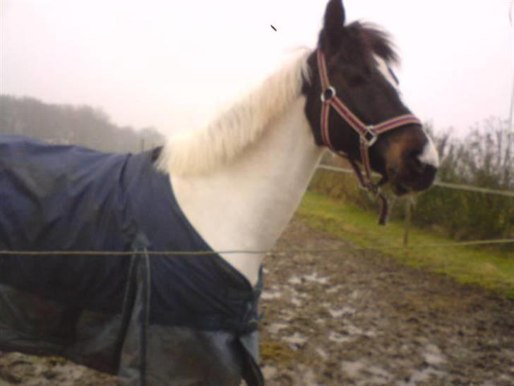 Hollandsk Sportspony Winnietou solgt:`( billede 16