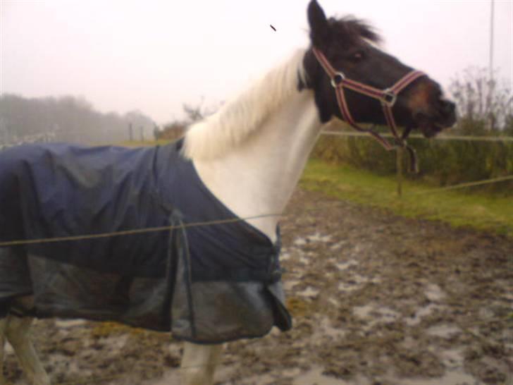 Hollandsk Sportspony Winnietou solgt:`( billede 17