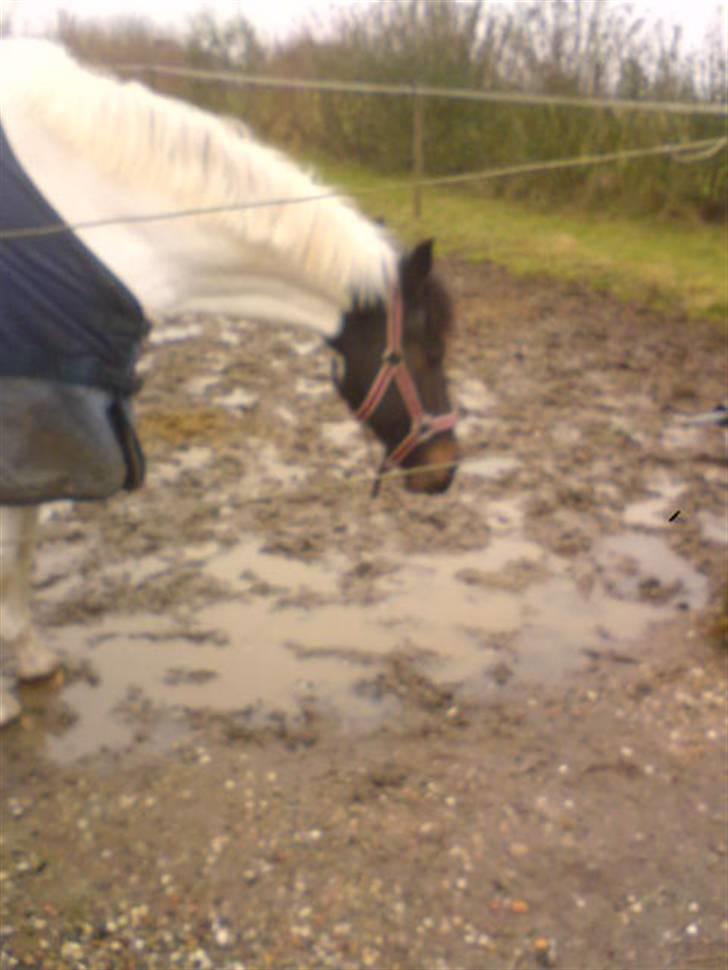 Hollandsk Sportspony Winnietou solgt:`( billede 18