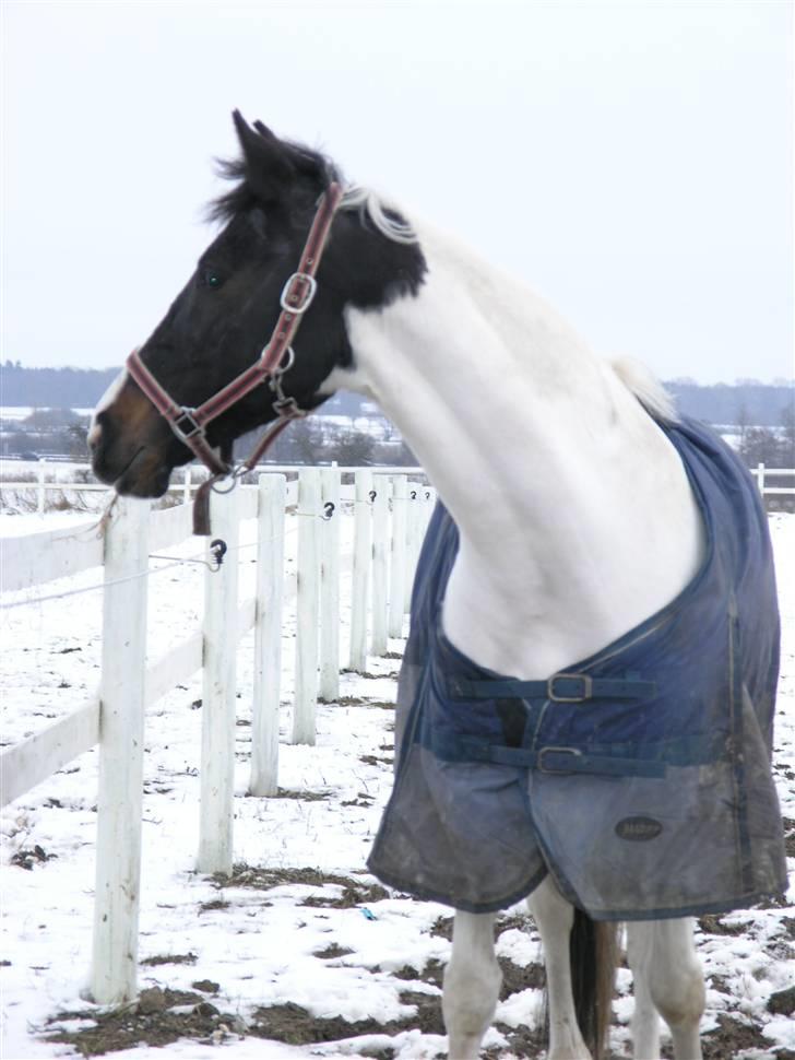 Hollandsk Sportspony Winnietou solgt:`( billede 19