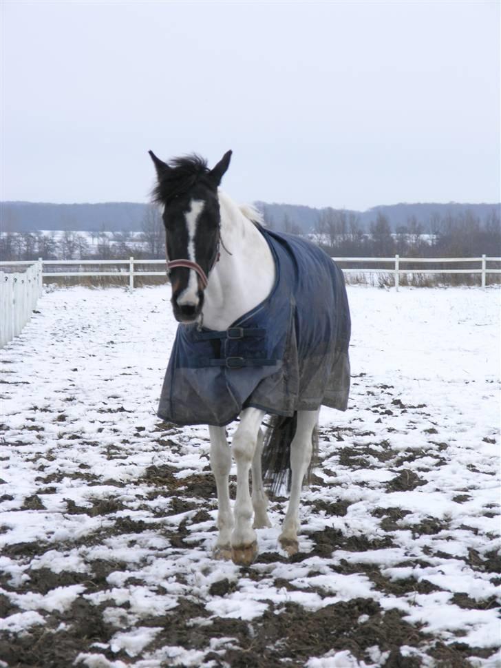 Hollandsk Sportspony Winnietou solgt:`( billede 20