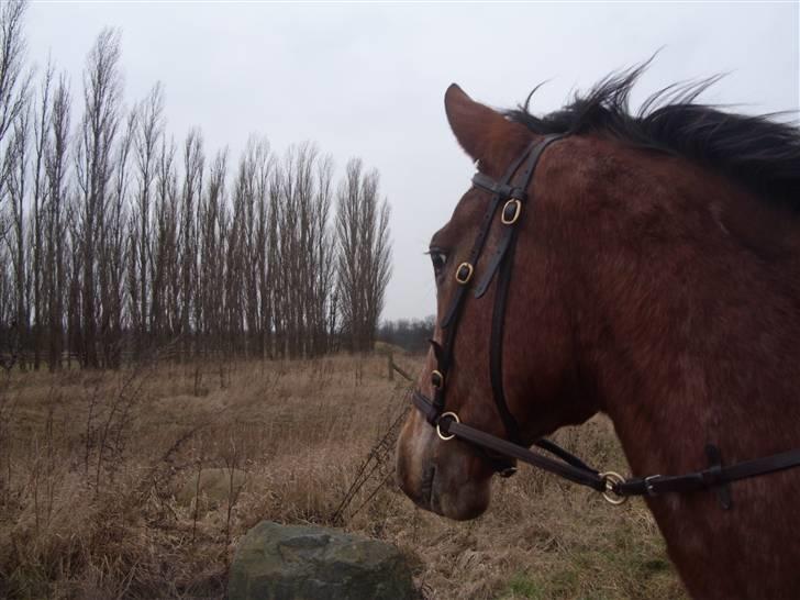 Appaloosa Gina Felina - Felina på tur billede 16