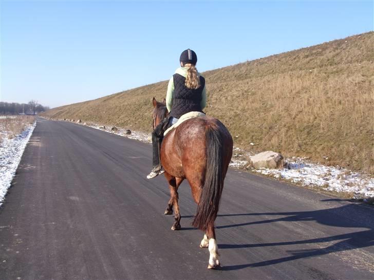 Appaloosa Gina Felina - Ridetur billede 17