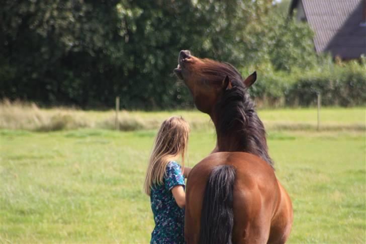 Welsh Cob (sec D) Stallone - sensommeren 09  billede 8