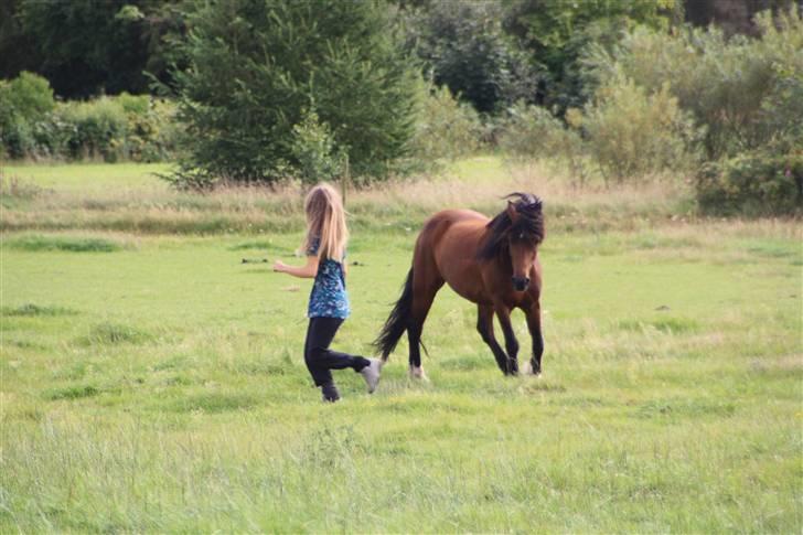 Welsh Cob (sec D) Stallone - mig og min stallone. billede 9