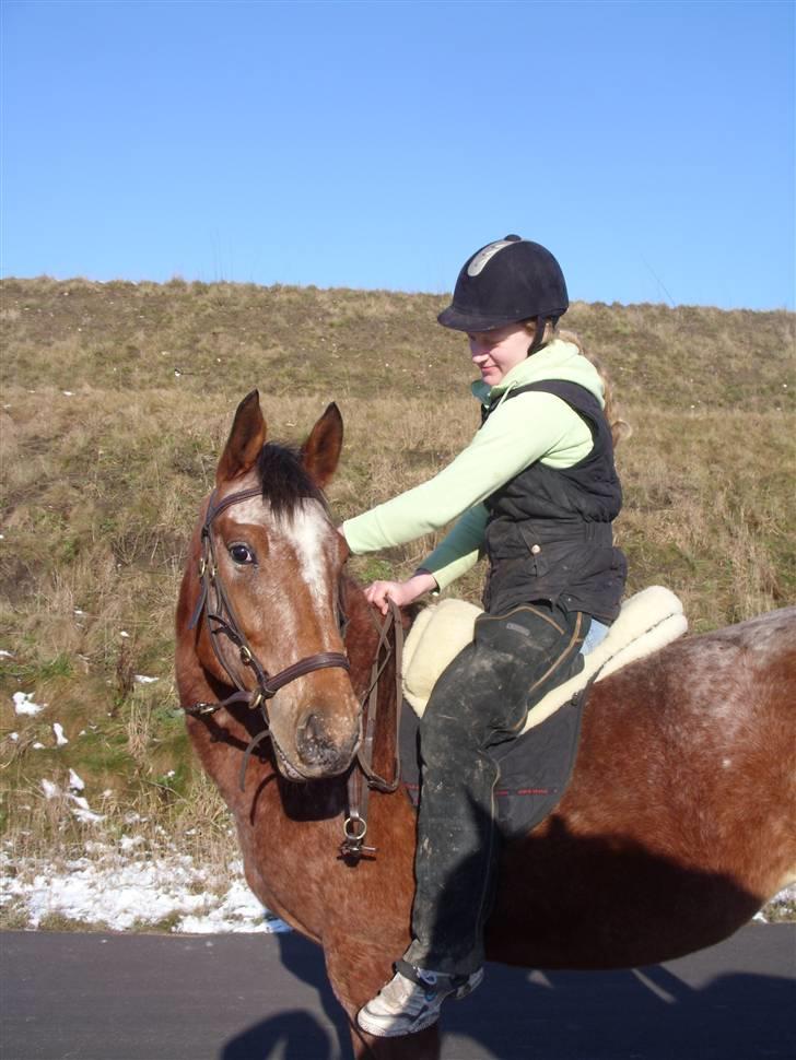 Appaloosa Gina Felina - Hygge billede 18