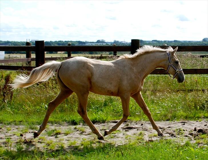 Palomino Lysgaards Dharma billede 1