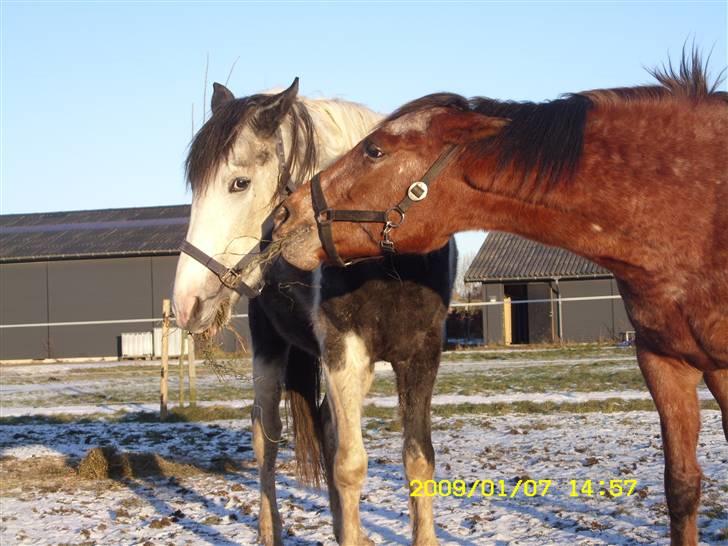 Appaloosa Gina Felina - Gå så væk Jarco billede 19