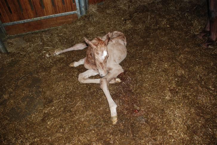 Palomino Lysgaards Dharma billede 2