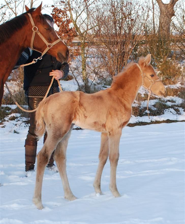 Palomino Lysgaards Dharma billede 3