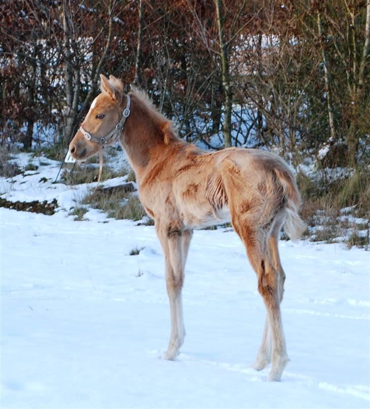 Palomino Lysgaards Dharma billede 4