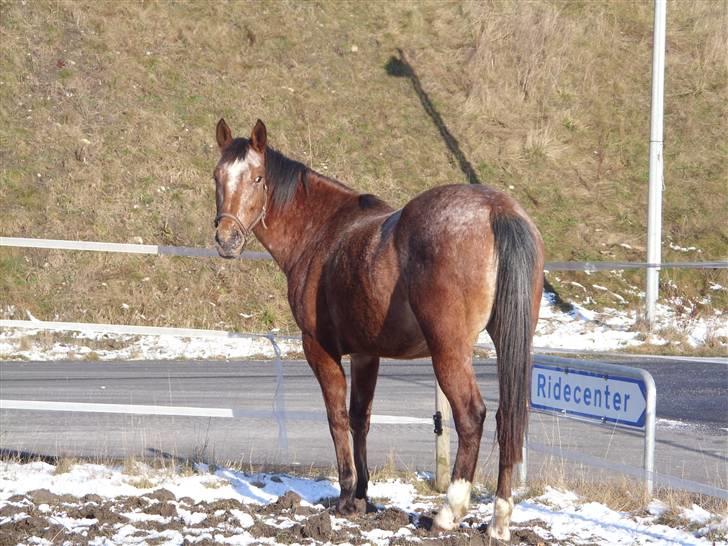 Appaloosa Gina Felina - På fold billede 20