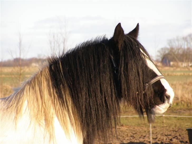 Irish Cob IC of Coffee/SOLGT billede 2