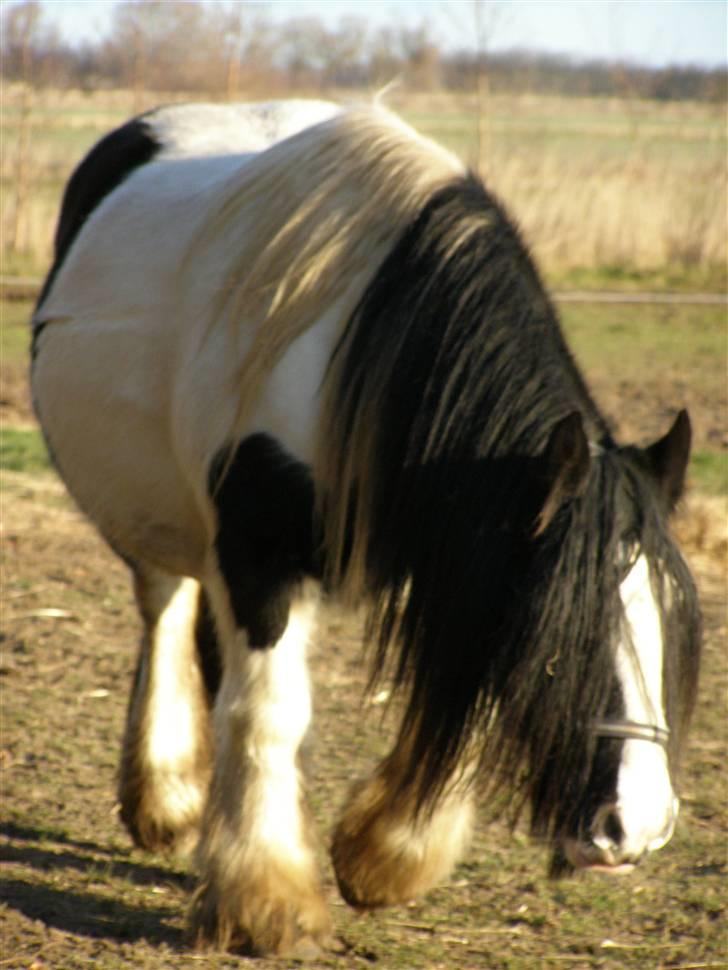 Irish Cob IC of Coffee/SOLGT billede 3