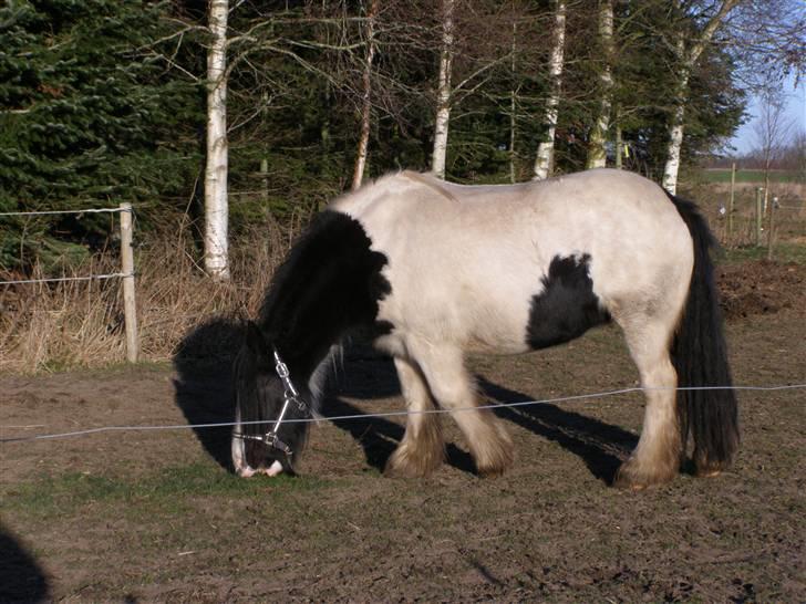 Irish Cob IC of Coffee/SOLGT billede 4