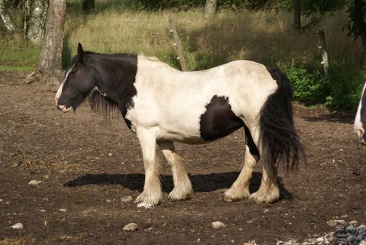 Irish Cob IC of Coffee/SOLGT billede 6