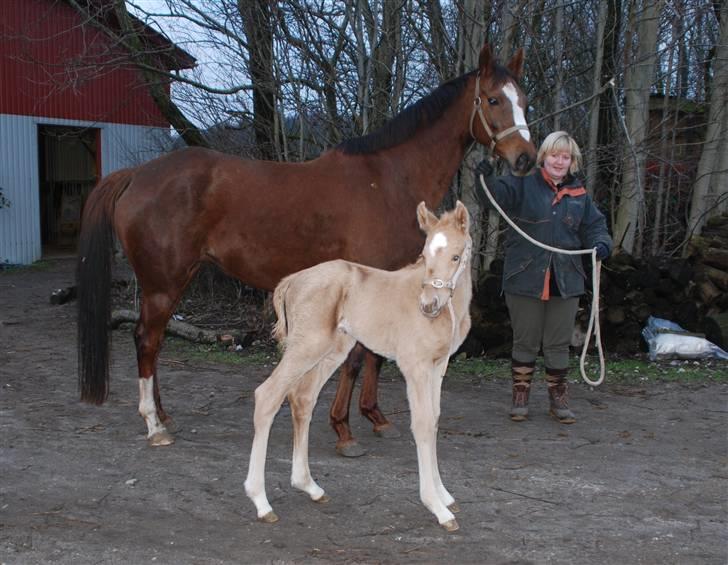 Palomino Lysgaards Dharma billede 5