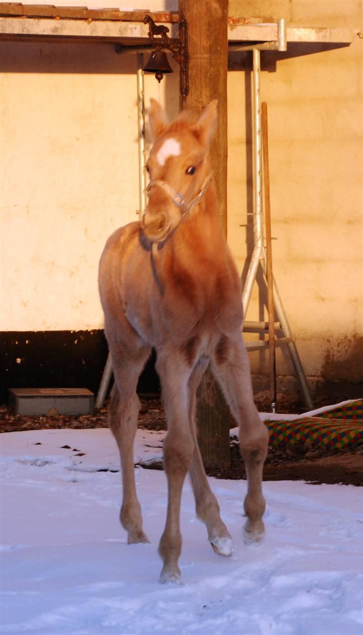 Palomino Lysgaards Dharma billede 6