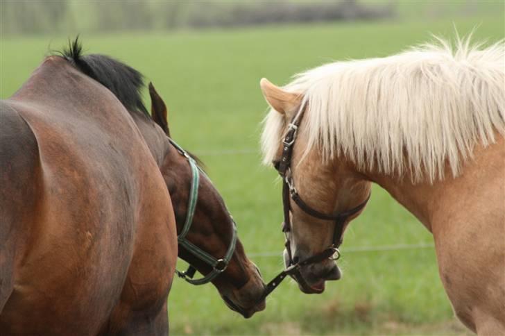 Haflinger MayBee + RIP + - Grime leg med sin gode oldenborg ven. billede 5