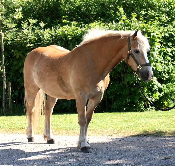 Haflinger MayBee + RIP + - Velkommen til Maybees profil billede 1