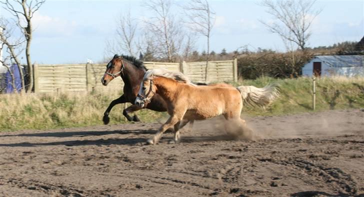 Haflinger MayBee + RIP + - Skønt at løbe om kap med sin vallak ven. billede 6