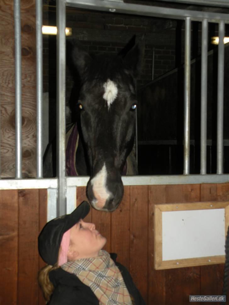 Dansk Varmblod Lady Hunter R.I.P :'( - Min dejlig skat <3 billede 13