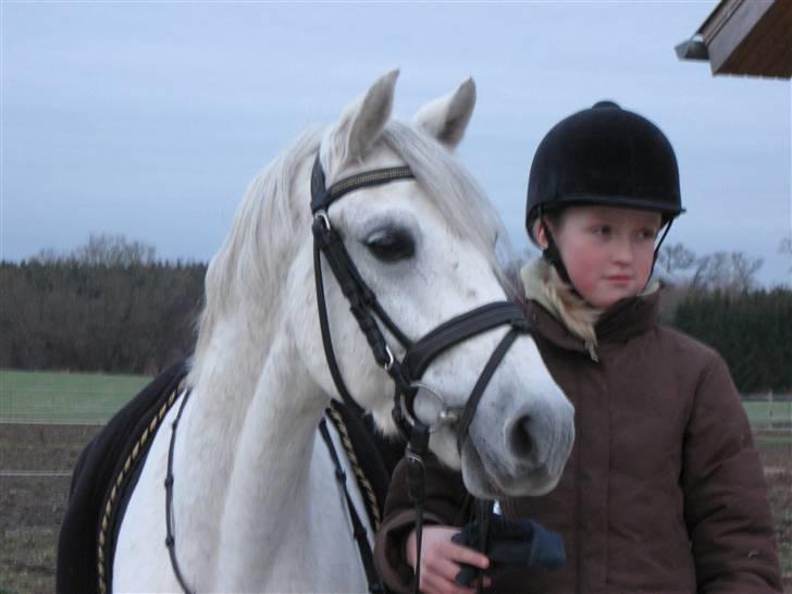 Welsh Pony (sec B) Lyngvejens Komet (solgt) billede 14