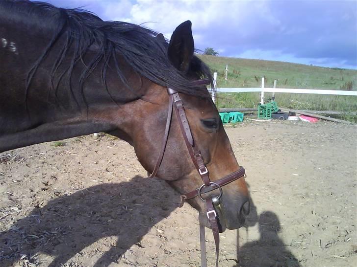 Traver Todo Proud * passet <3 * - 1) billede 1