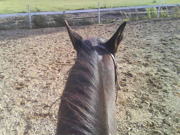 Traver Todo Proud * passet <3 * billede 4