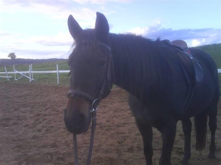 Traver Todo Proud * passet <3 * billede 5