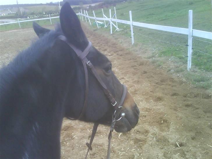 Traver Todo Proud * passet <3 * billede 6