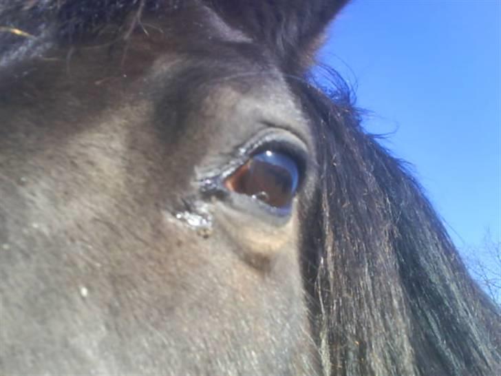 Traver Todo Proud * passet <3 * billede 7