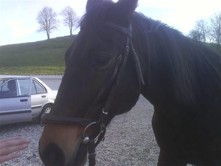 Traver Todo Proud * passet <3 * - den dejlige dreng en af de første gange jeg red ham på tur 2 el. 3 gang <3 billede 9