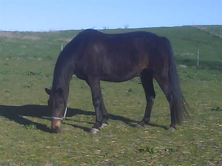 Traver Todo Proud * passet <3 * - efter jeg red ham onsdag d. 11/02-09 billede 10