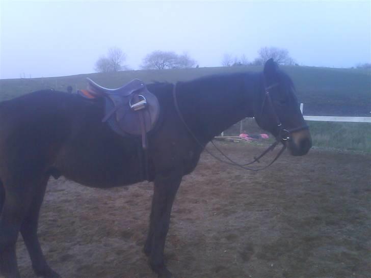 Traver Todo Proud * passet <3 * billede 11