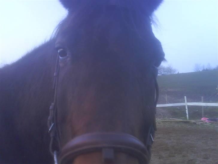 Traver Todo Proud * passet <3 * billede 12