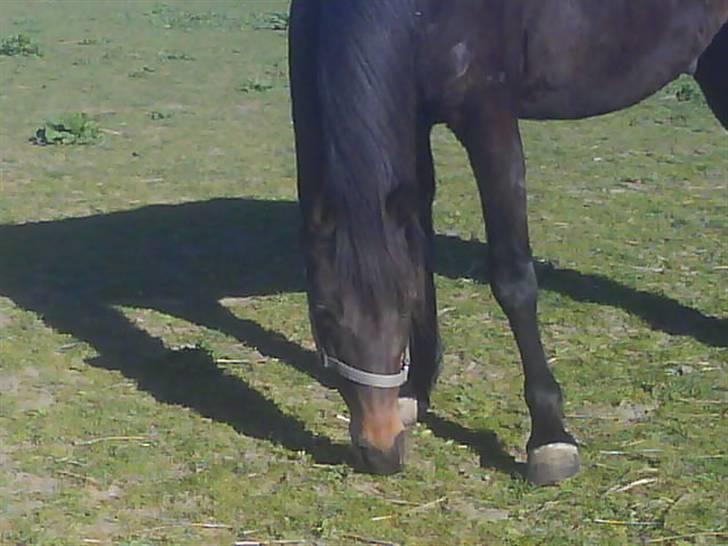 Traver Todo Proud * passet <3 * billede 14