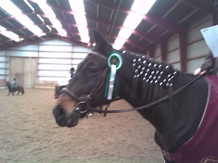 Traver Todo Proud * passet <3 * - sikken glad hest billede 15