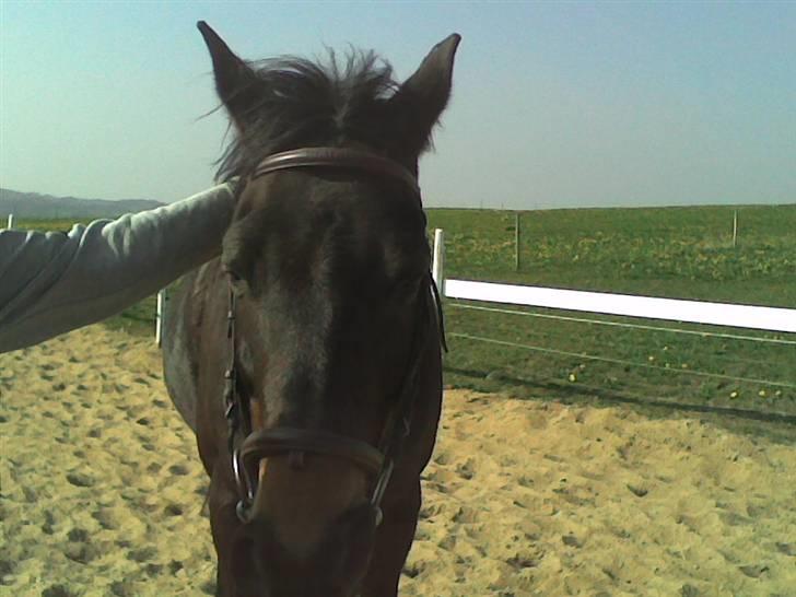 Traver Todo Proud * passet <3 * - efter første gang jeg red ham :) billede 16