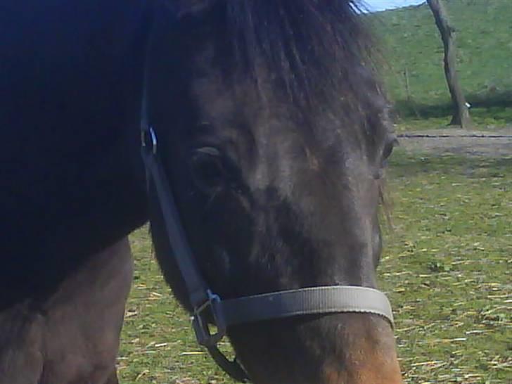 Traver Todo Proud * passet <3 * billede 17