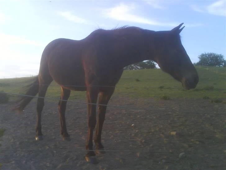 Traver Todo Proud * passet <3 * billede 18