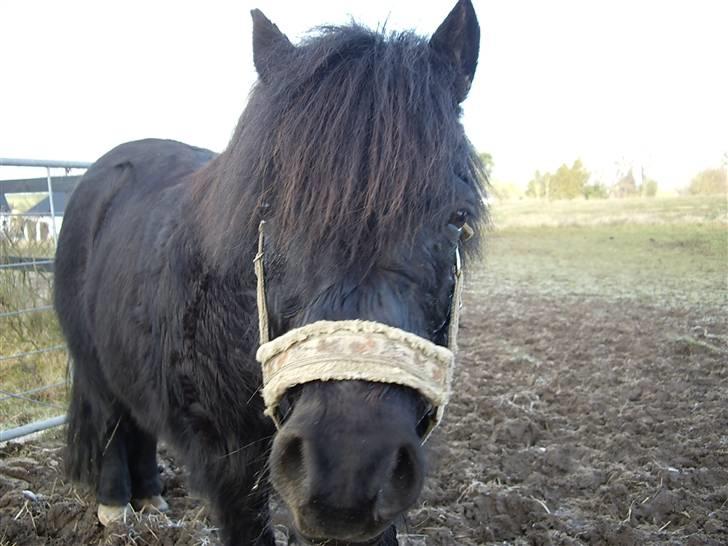 Shetlænder  | Emil  - Bøøh xD - Farlige Mil på folden <3  billede 13