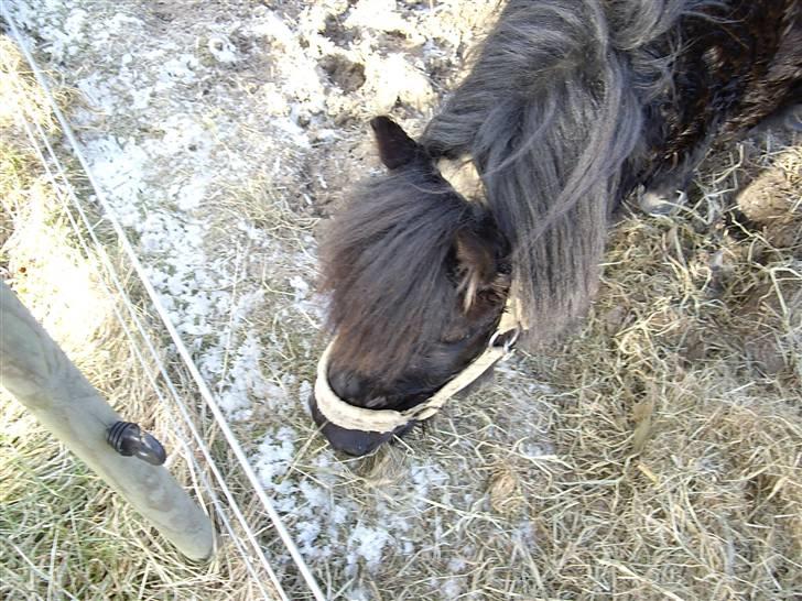Shetlænder  | Emil  - Mil æder hø ;D  billede 14