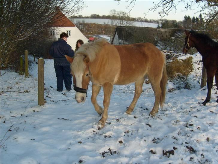Haflinger Cora *solgt* - iiiih kolde fusser billede 20