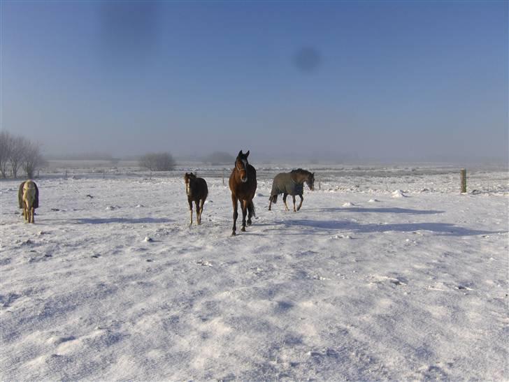 Tysk Sportspony Frenki  billede 12