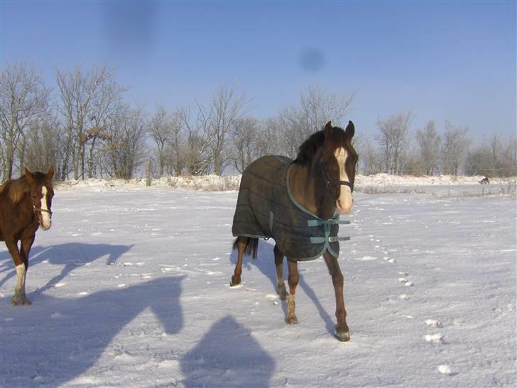 Tysk Sportspony Frenki  billede 13