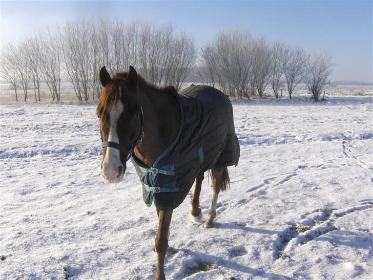 Tysk Sportspony Frenki  billede 14