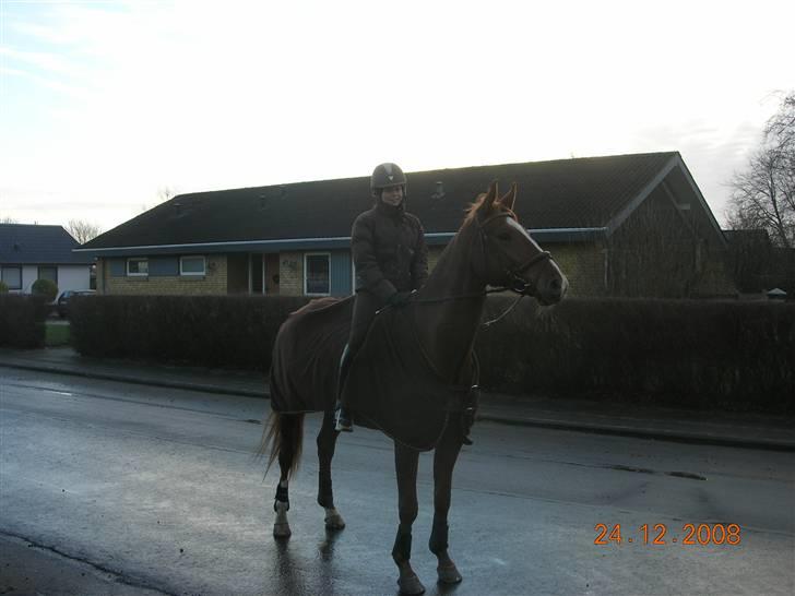 Dansk Varmblod Wald Staff billede 8